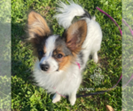 Small Papillon