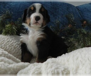 Medium Bernese Mountain Dog