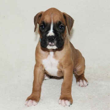 Medium Photo #4 Boxer Puppy For Sale in SINKING SPRING, PA, USA