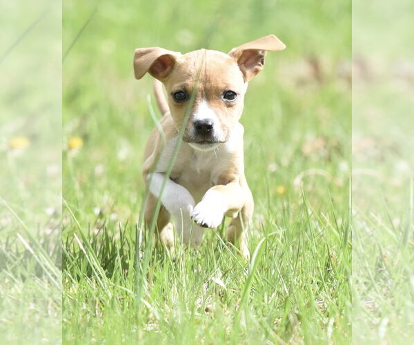 Medium Photo #3 Australian Shepherd-Chihuahua Mix Puppy For Sale in Mechanicsburg, PA, USA