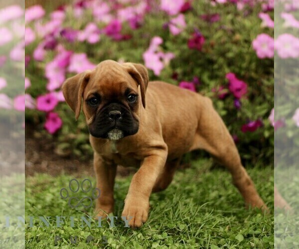 Medium Photo #1 Boxer Puppy For Sale in GORDONVILLE, PA, USA