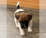 Small Photo #7 Jack Russell Terrier Puppy For Sale in FREEMAN, MO, USA