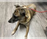 Small Photo #12 German Shepherd Dog-Unknown Mix Puppy For Sale in Atlanta, GA, USA