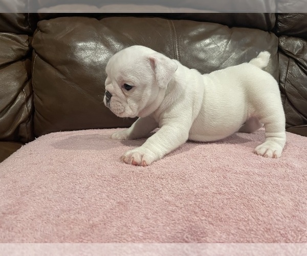 Medium Photo #2 Bulldog Puppy For Sale in WOODSTOCK, GA, USA