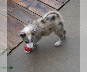 Border Collie Puppy for sale in DOUGLASS, KS, USA