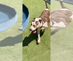 Small #2 American Staffordshire Terrier