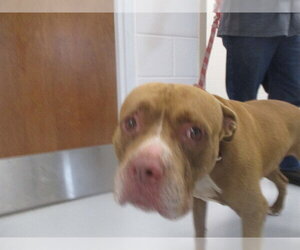 Staffordshire Bull Terrier Dogs for adoption in Ocala, FL, USA