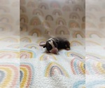 Small Miniature Australian Shepherd