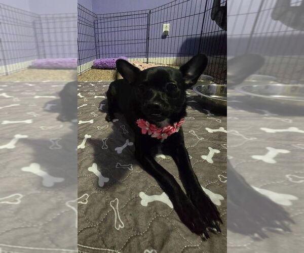 Medium Photo #3 Chihuahua-Unknown Mix Puppy For Sale in Aurora, IN, USA