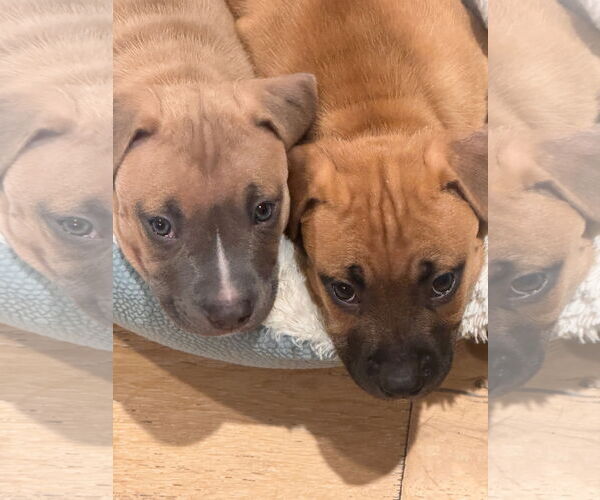 Medium Photo #6 Mutt Puppy For Sale in Philadelphia, PA, USA