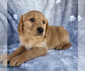 Golden Retriever Puppy for sale in INDIANAPOLIS, IN, USA