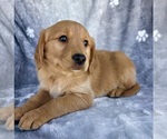 Image preview for Ad Listing. Nickname: Stanley