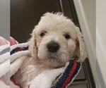 Small Photo #11 Goldendoodle Puppy For Sale in ATHENS, TN, USA