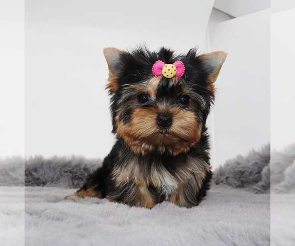 Medium Photo #1 Yorkshire Terrier Puppy For Sale in LOS ANGELES, CA, USA