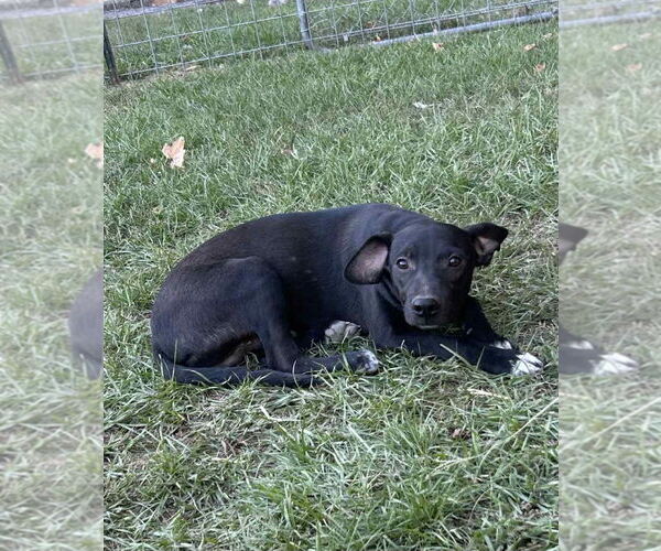 Medium Photo #2 Mountain Cur-Unknown Mix Puppy For Sale in Redfield, AR, USA