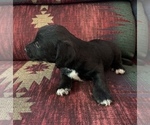 Small Photo #2 Jack-A-Poo Puppy For Sale in REBERSBURG, PA, USA