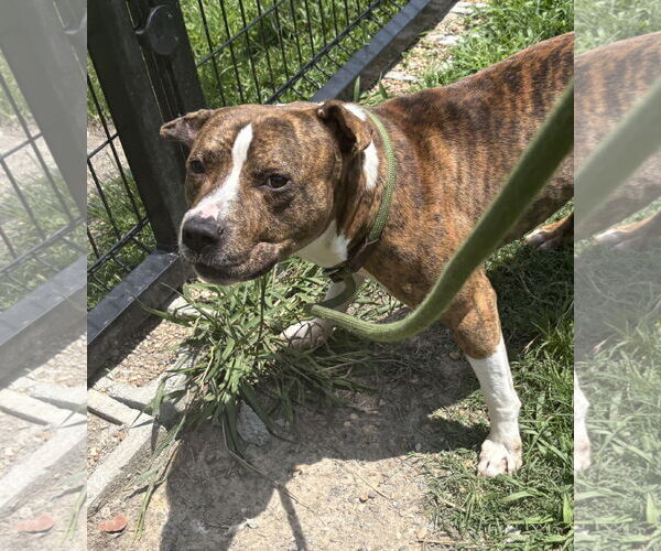 Medium Photo #8 Mutt Puppy For Sale in Virginia Beach, VA, USA