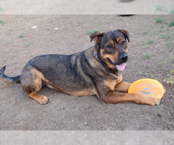 Medium Photo #2 German Shepherd Dog-Unknown Mix Puppy For Sale in Fort Collins, CO, USA