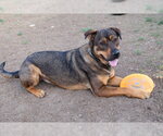 Small #1 German Shepherd Dog Mix