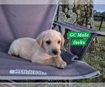 Puppy Yellow GC Labrador Retriever
