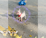 Small #6 Chihuahua