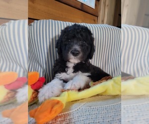 Sheepadoodle Puppy for Sale in TOCCOA, Georgia USA