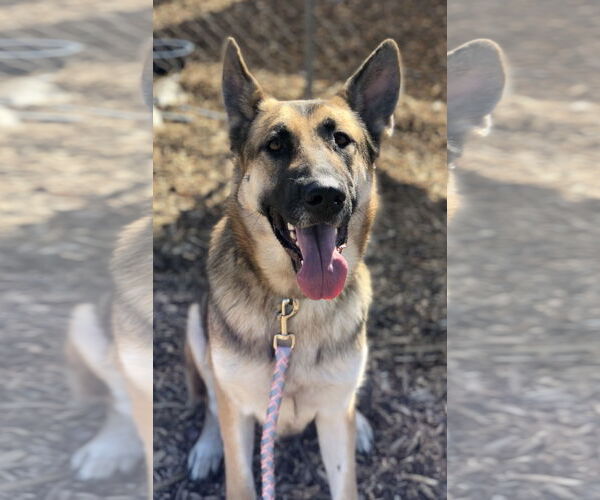Medium Photo #5 German Shepherd Dog Puppy For Sale in Chico, CA, USA