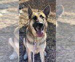 Small #4 German Shepherd Dog