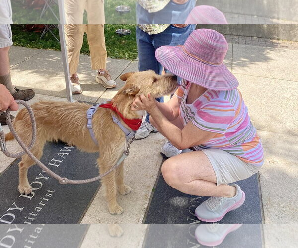 Medium Photo #12 Mutt Puppy For Sale in Grafton, WI, USA