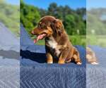 Small #1 Australian Shepherd-Chihuahua Mix