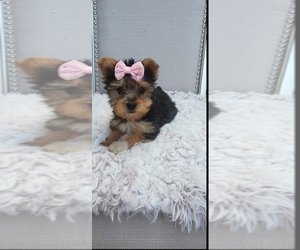Yorkshire Terrier Puppy for sale in INDIANAPOLIS, IN, USA