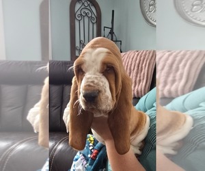 Basset Hound Puppy for sale in FLINT, MI, USA