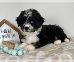 Small #1 Miniature Bernedoodle-Poodle (Miniature) Mix