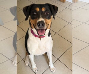 Boxer-Unknown Mix Dogs for adoption in Alexander, AR, USA
