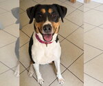 Small Boxer Mix