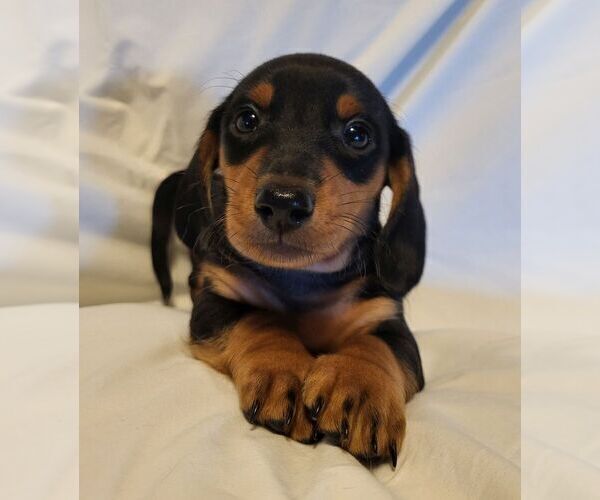 Medium Photo #11 Dachshund Puppy For Sale in KUNA, ID, USA