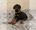 Puppy Yellow Doberman Pinscher