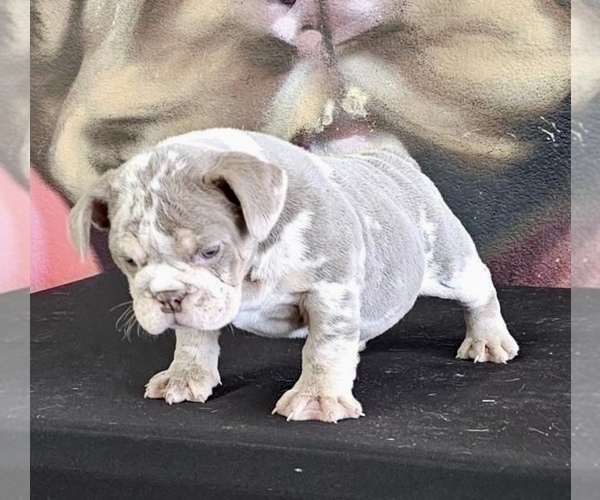 Medium Photo #2 English Bulldog Puppy For Sale in NORTH HAMPTON, NH, USA