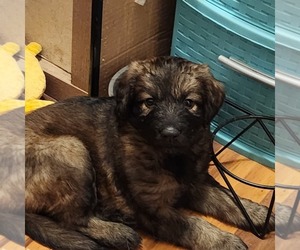 German Shepherd Dog-Goldendoodle Mix Puppy for sale in CUMBERLAND, MD, USA