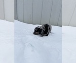 Small #6 Aussiedoodle