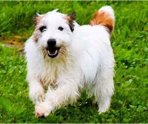 Medium Jack Russell Terrier