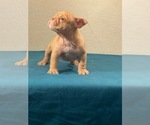 Small Photo #11 English Bulldog Puppy For Sale in PHILADELPHIA, PA, USA