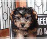 Small Photo #3 Yo-Chon Puppy For Sale in NAPLES, FL, USA