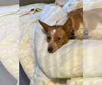 Small #3 Brittany Mix