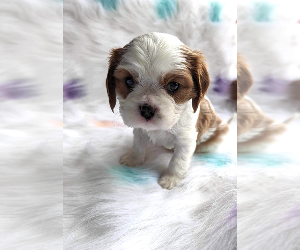 Medium Photo #2 Cavalier King Charles Spaniel Puppy For Sale in KENOSHA, WI, USA