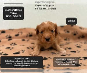 Maltipoo Puppy for sale in TUCSON, AZ, USA