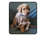 Puppy Chevy Goldendoodle-Labrador Retriever Mix