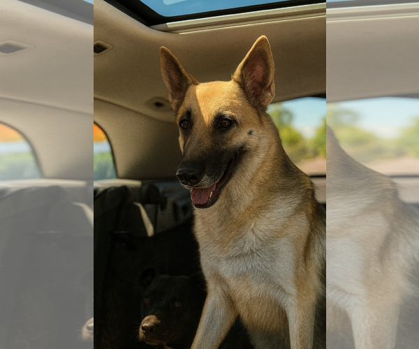 Medium Photo #3 German Shepherd Dog Puppy For Sale in Phoenix, AZ, USA