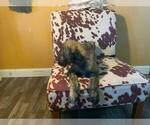 Small #1 Irish Wolfhound
