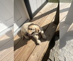 Small #4 Golden Retriever